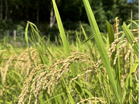 新米！2025年奈良県山添の『あきたこまち』（白米）10kg