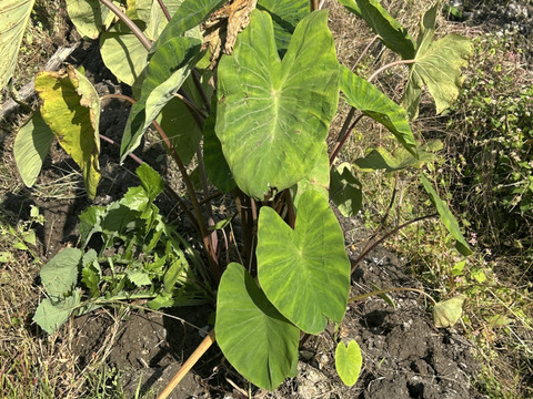 ホクホク！八つ頭(里芋の親芋、小芋)お正月のご馳走にも！(ご家庭用2Kg)