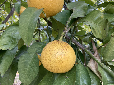 無・ベルガモット C級　1.8kg