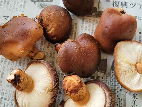 【朝市限定】🥬旬のかやぶき京野菜セット🥕◎【80サイズ】【6～7品目】