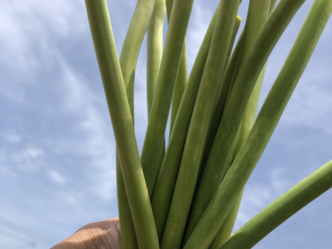春の風【旬】にんにくの芽　2kg箱込み