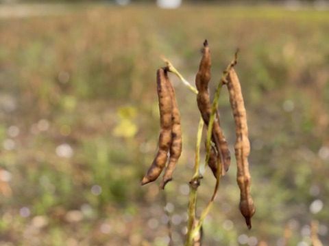 大納言小豆　丹波市産　1kg 自然乾燥　手選別大粒