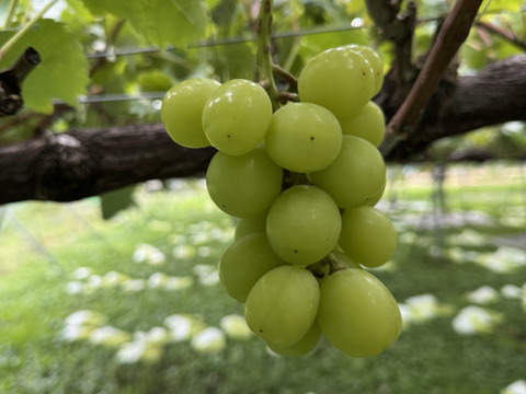 【大好評】【クール便】とっても甘くてジューシーなシャインマスカット！
【ご家庭用】 ２㎏以上
S-k2