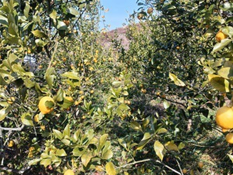 【Ｂ品】 農薬不使用 広島県 瀬戸田レモン 2kg (14～18個) | 完熟 自然農 無肥料 防腐剤不使用