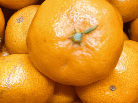 【訳あり】幻のみかん販売開始！！淡路島産　灘みかん 2.5kg