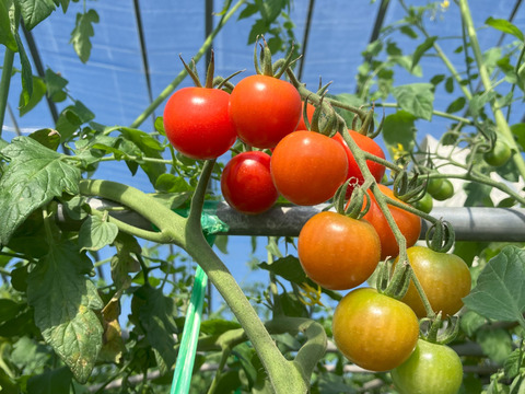 【福袋2025】限定20点！スイートコーン『ゆめのコーン』5本とミニトマト『ほれまる』1kgのお得なセット【発送8月中旬～】