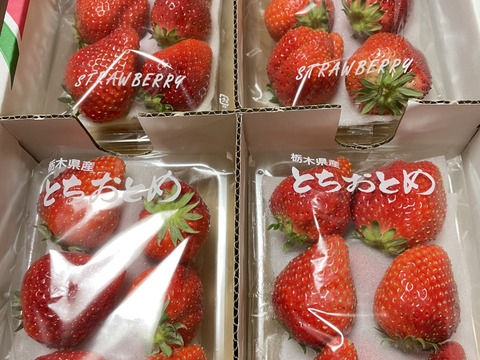 【限定販売・SALE!!】
朝摘み完熟❤️酵素栽培の
こだわりとちおとめ