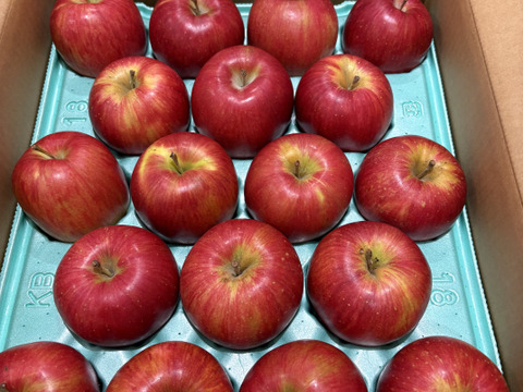 『シナノスイート』ご家庭用秀品約１０ｋｇ（５ｋｇ×２ケース）　スマートフレッシュで収穫時の鮮度そのままサックサク！甘くてジューシー