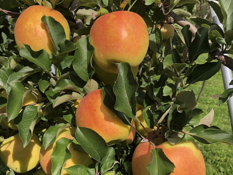 青森県産　ぐんま名月　贈答用　5キロ　女性に人気の、甘いりんご　農家直送青森りんご