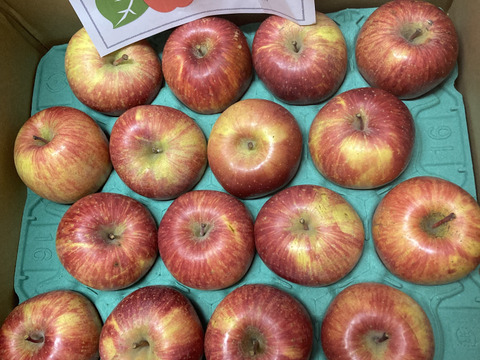 信州産葉とらずサンふじ家庭用5kg12〜16個入り 美味しさ重視のおすすめ品！