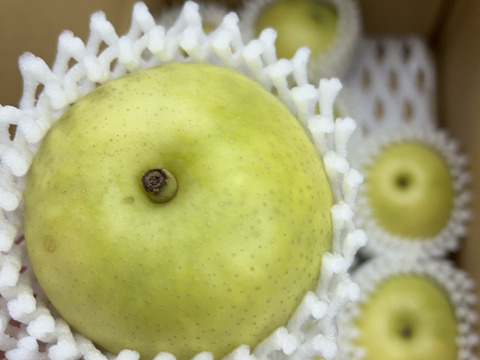 鳥取産★朝採れ二十世紀梨★3kg(7～9玉入り)