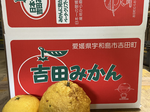 見た目は悪いがさわやかな甘酸っぱさとほろ苦さ。【選果落】甘夏（１０ｋｇ）
