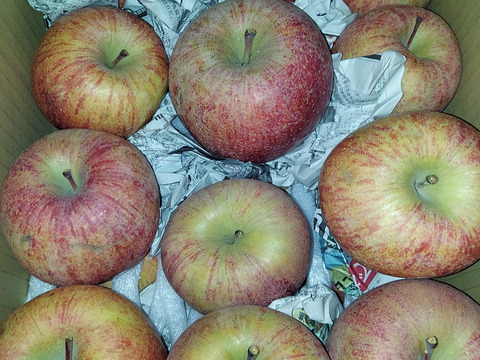 まるせい果樹園のサンふじ　訳あり　自家用　家庭用　6キロ　rf8