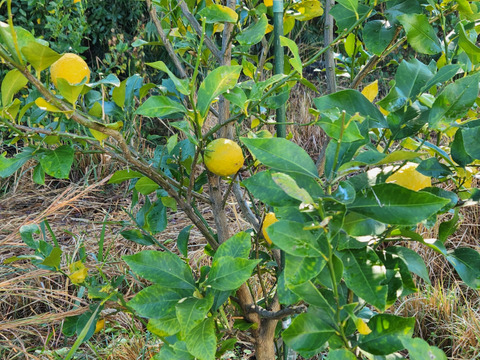 種なしレモン娘(種が数粒混じる事あり。5個)