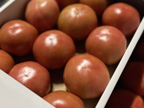 新鮮！朝採り！熊本県産大玉トマト！（4kg）