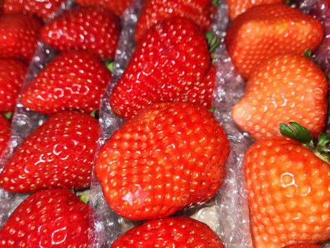 【赤い贅沢いちご】お家でいちご食べ比べ♪800g　佐賀県基山町産