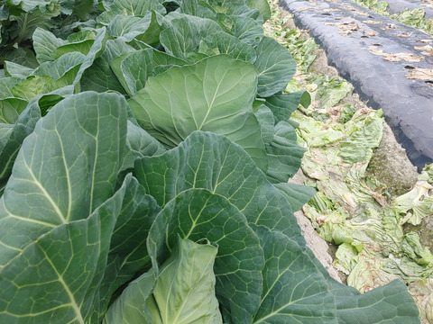 淡路島　タケノコキャベツ３玉
