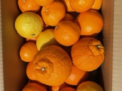 倉橋ミカン食べてクレ園の、旬の柑橘詰合せ（4.5kg）広島県　倉橋島柑橘詰合せ