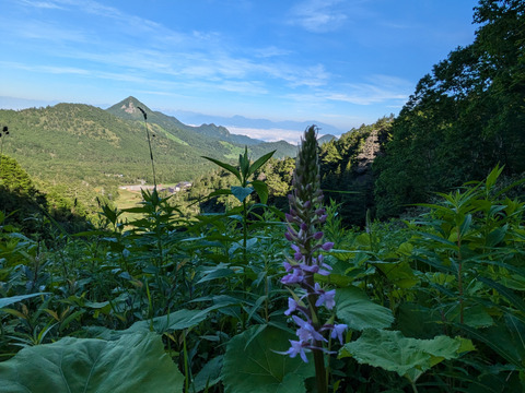 笹の葉　３０枚　大小様々　新葉多め