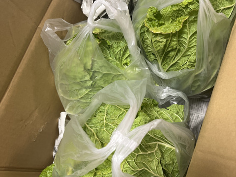 【お待たせしました‼️今年も販売します‼️】白菜を箱いっぱいにしてお届け。