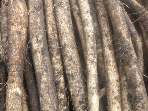 アク抜き不要！皮ごとゴボウ！300g×5p