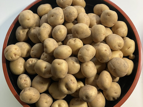 5月収穫！ジャガイモ「キタアカリ」！4㎏サイズ小玉