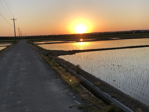 令和4年産石川県産特別栽培米コシヒカリ希夢良米　20キロ真空パック　無洗米