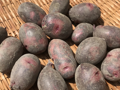 長崎で生まれた奇跡のじゃがいも グランドペチカ 2kg 農薬不使用 熊本県産 食べチョク 農家 漁師の産直ネット通販 旬の食材を生産者直送 長崎で生まれた奇跡のじゃがいも グランドペチカ 2kg 農薬不使用 熊本県産 食べチョク 農家 漁師の産直ネット通販 旬の食材を生産者直送