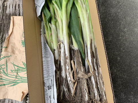 【破格のお値段！業務用向け】猛暑を乗り越えた甘みのある新鮮長ネギ（お徳用５kg・約３０〜４０本）