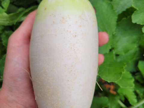 自然栽培認証ミニ大根2キロ