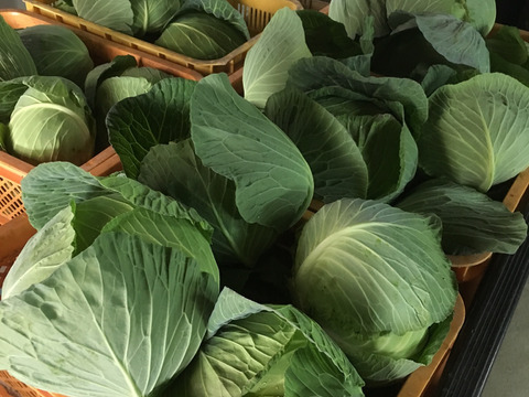 ぼぼまま様専用