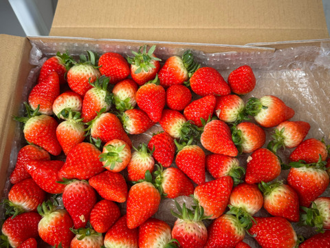 生の風味をお届け。気にしない方限定🍓バラ詰苺BOX（約1000g）大きさ形が不揃いです
