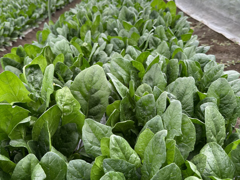 甘さ抜群‼️葉肉が厚いのに柔らかい‼️絶品ほうれん草‼️苦味が苦手なお子様にもおすすめ‼️根っこまで食べられます😋採れたて新鮮をお届け‼️
約1200g（約300g×4袋）