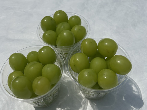 【ワケあり】旬を先取り！ハウス栽培シャインマスカット！（ご家庭用・250g×3Ｐ）