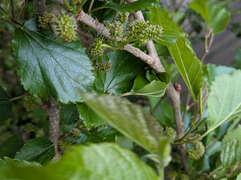 桑の葉🌿30枚🌿桑の葉 生葉🌿特有成分DNJ（1-デオキシノジリマイシン）が食事の糖質分解を抑え食後の血糖値上昇を抑える効果☆採れたてをお届け☆ゆうパック