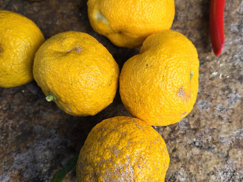 ★わけあり品　完全自然栽培　実生栽培　本柚子　ゆず　ホンユズ　2.5kg