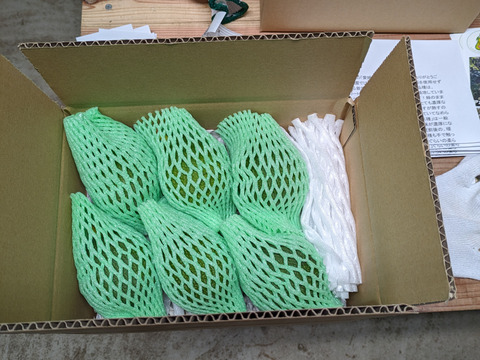 愛情たっぷり特選「愛媛アボカド」約１kg