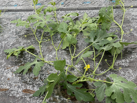 スーパーには流通しにくい『激甘うりぼースイカ』（2Lサイズ1玉入り：2人分）