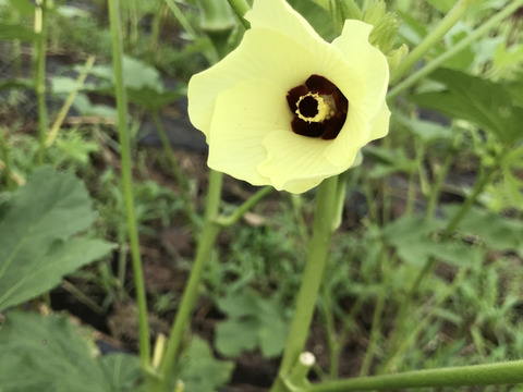 わんぱく農法で作った‼️甘々ネバネバ丸オクラ(600g)