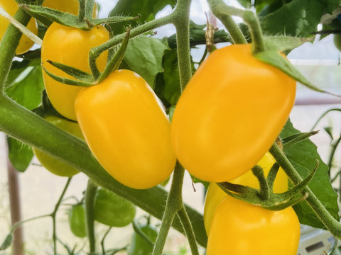 ミニトマト‼️食べ比べセット‼️アイコとイエローアイコ‼️