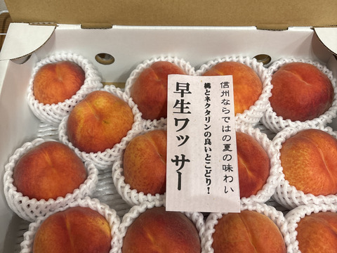 ワッサー　ならお任せ！！　信州ならではの桃　訳あり　ご家庭専用コース　2.8キロ（13から15個入り）　ご好評販売中