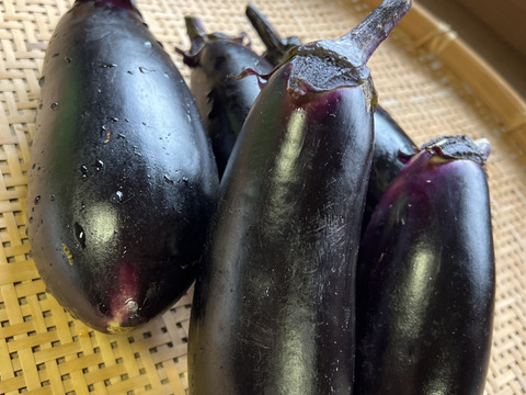 オーガニック加茂ナス・真黒茄子おまかせMIX🍆　5kg
Organic Round &Long Aubergine 【有機JAS認証取得】