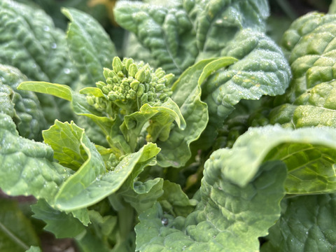 旬‼︎  菜の花　2kg