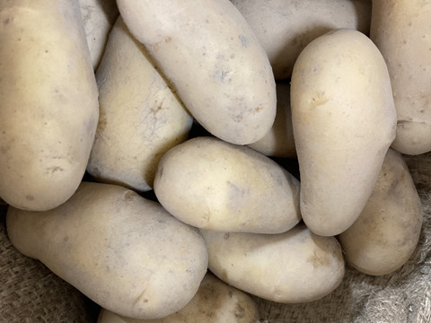 愛知県産メークイーン箱込み約5キロ