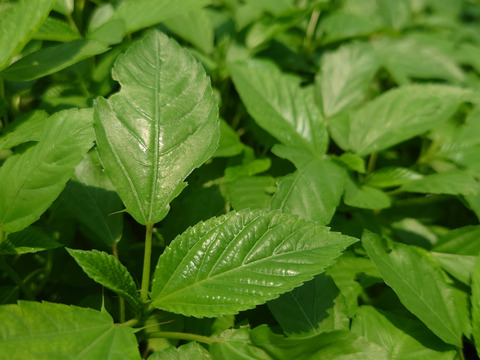 【★生で食べるサラダモロヘイヤNEO！！★】サラダモロヘイヤＮEO（60ｇ×8袋）NEOシリーズ第2弾！！【GABA含有、機能性表示食品 】期間限定（6月～10月頃）