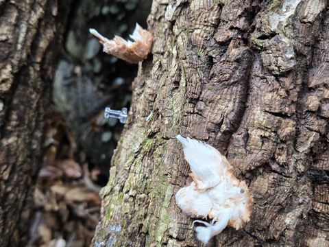 ★原木しいたけ　訳あり品　1.5キロ　高級品種