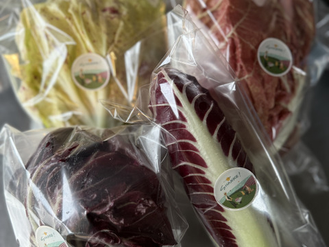 富山県産 リーフチコリー アソート 8個入り トレビス プレコーチェ トレビスローザ カステルフランコ他