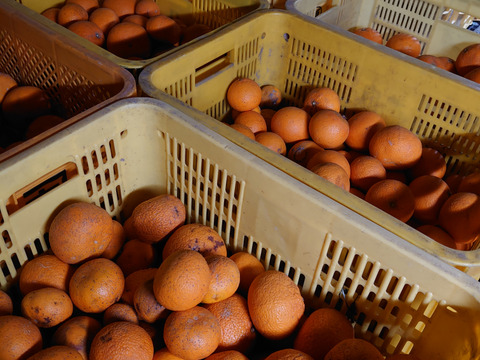 訳あり「清見オレンジ」５㎏。