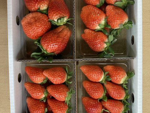 【食べ納め】じゅわっと甘い群馬のいちご完熟やよいひめ中身おまかせ 8パック