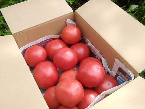 ［9月10日発送分］　旨みがぎゅっ！トマト好き農家がおくる『大玉トマト』2㎏